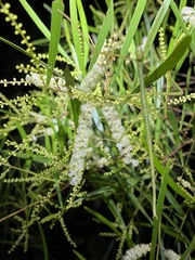 Acacia longissima