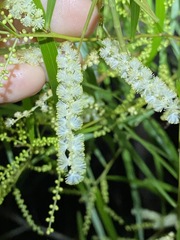 Acacia longissima