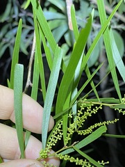 Acacia longissima