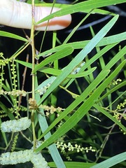 Acacia longissima