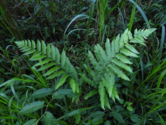Dryopteris scottii