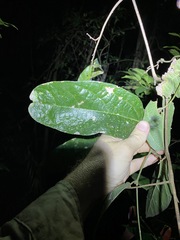 Aristolochia praevenosa