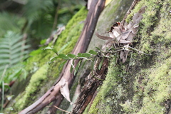 Plectorrhiza tridentata