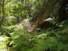 Plectorrhiza tridentata