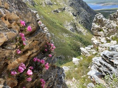 Brachysiphon rupestris