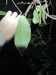 Aristolochia praevenosa