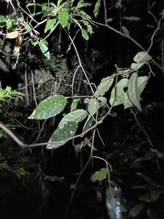 Aristolochia praevenosa