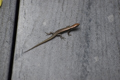 Concinnia brachysoma