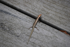 Concinnia brachysoma