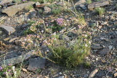 Chamaerhodos grandiflora