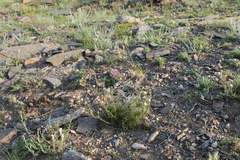 Chamaerhodos grandiflora