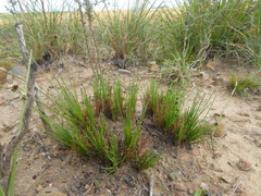 Ficinia overbergensis