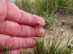 Ficinia overbergensis