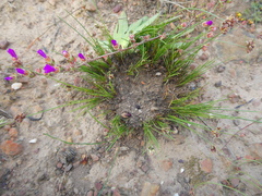 Ficinia overbergensis