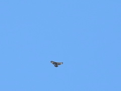 Nisaetus nipalensis