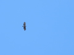 Nisaetus nipalensis