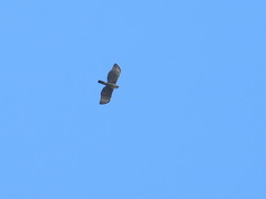 Nisaetus nipalensis