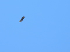 Nisaetus nipalensis