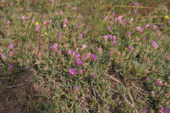 Lampranthus debilis