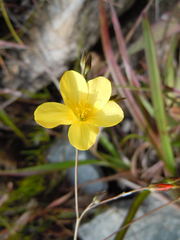 Linum heterostylum