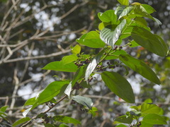 Rhamnus formosana