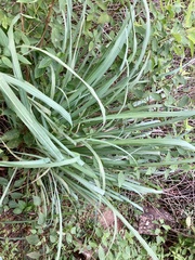 Cymbopogon nardus