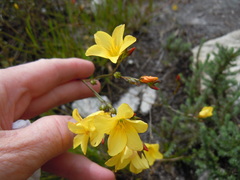Linum heterostylum