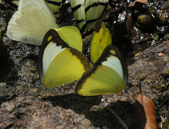 Appias lyncida eleonora