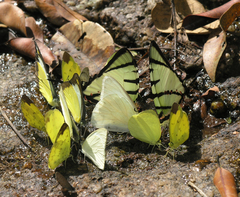 Appias lyncida eleonora