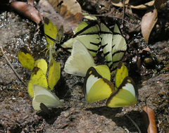 Appias lyncida eleonora