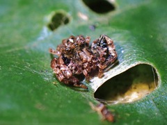 Phrynarachne tuberosa