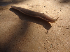 Belocaulus angustipes