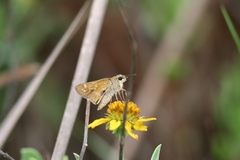 Atalopedes campestris huron