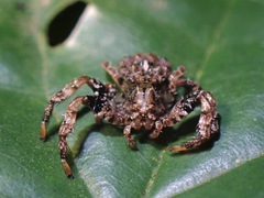 Phrynarachne tuberosa