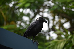 Corvus orru