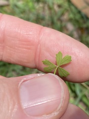 Hydrocotyle paludosa