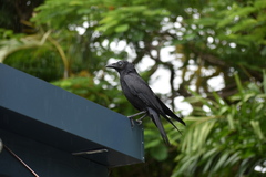 Corvus orru