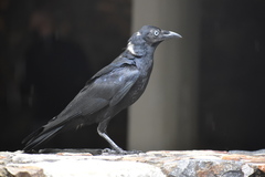 Corvus orru
