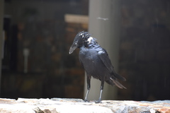 Corvus orru