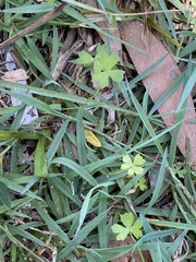 Hydrocotyle paludosa
