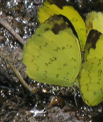 Eurema simulatrix
