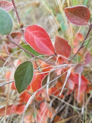 Cotoneaster acutifolius