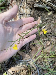 Goodenia paniculata