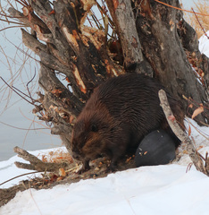 Castor canadensis