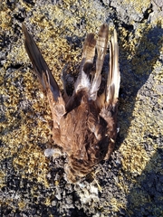 Daptrius chimango chimango