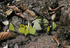 Eurema simulatrix