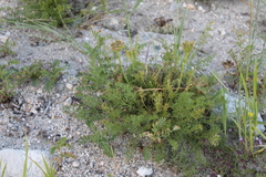 Ferulopsis hystrix