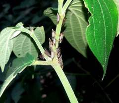 Calloconophora furcata