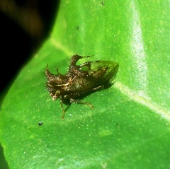 Cyphonia clavigera