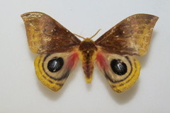 Automeris lauta